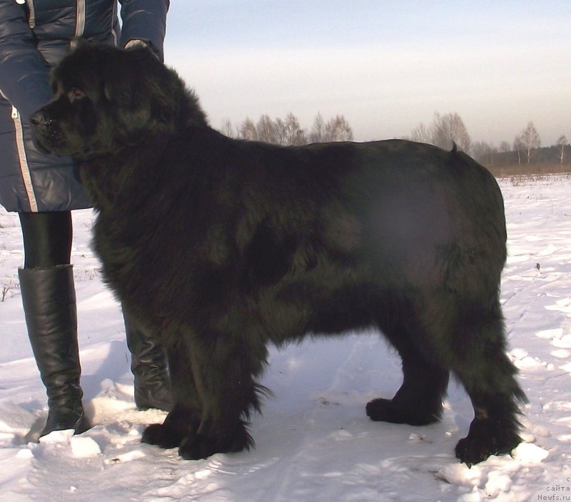 Фото: ньюфаундленд Velyke Malyatko Zapovid' Predkiv