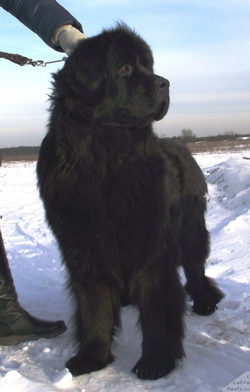 Фото: ньюфаундленд Velyke Malyatko Zapovid' Predkiv