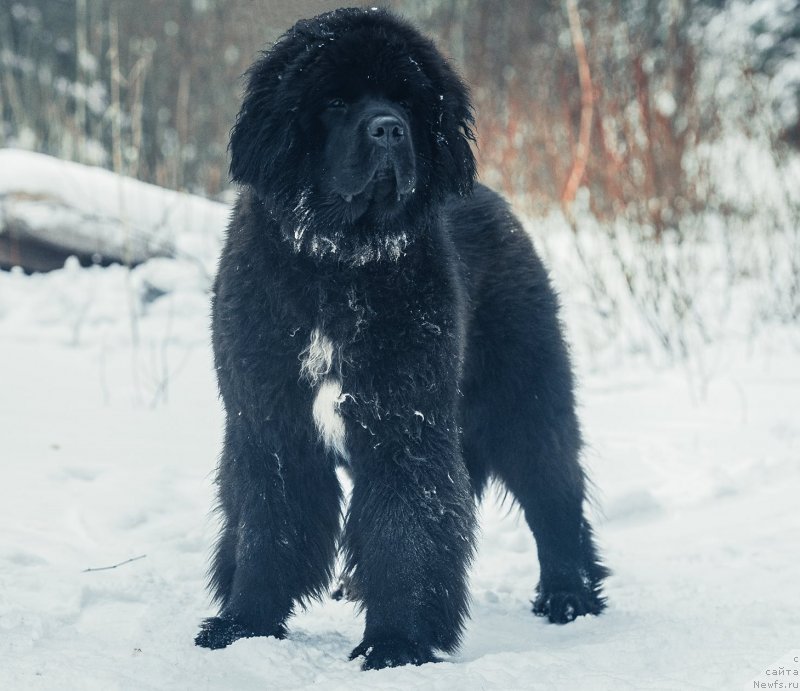 Фото: ньюфаундленд Смигар Лав Стори (Smigar Love Story)