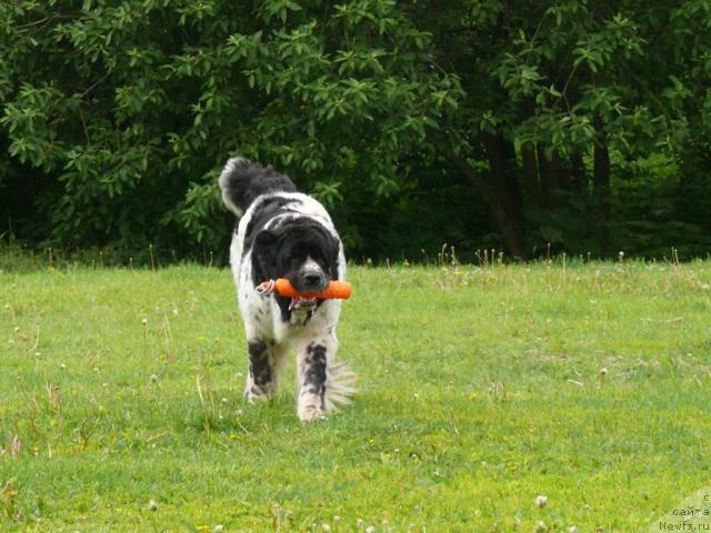 Фотография № 14612