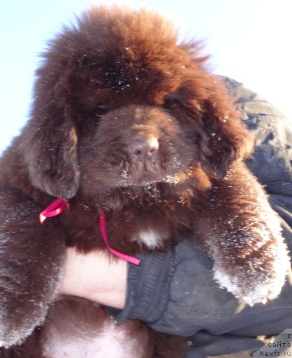 Фото: сын, ньюфаундленд Супер Премиум Брабус, ньюфаундленд Ньюфорт Юрай Квин