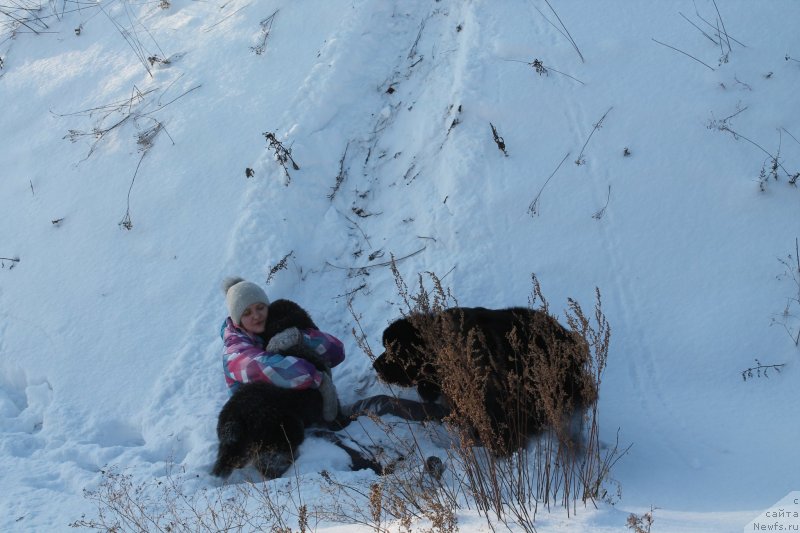 Фото: Ray out Happiness Midnight Bear, ньюфаундленд Бегущая по Волнам Шаолинь (Beguschaya po Volnam Shaolin)