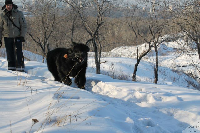 Фото: ньюфаундленд Бегущая по Волнам Шаолинь (Beguschaya po Volnam Shaolin)