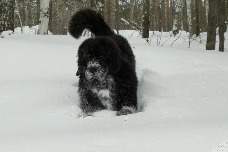 Фотография № 146177