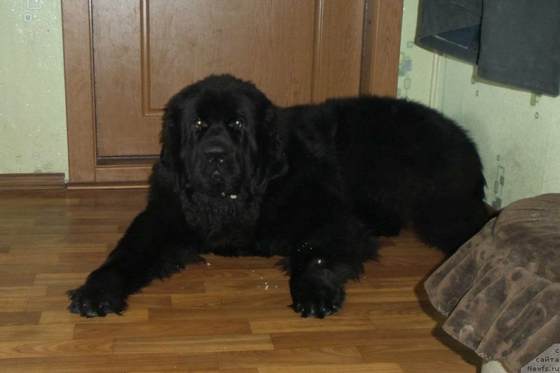 Фотография № 146181