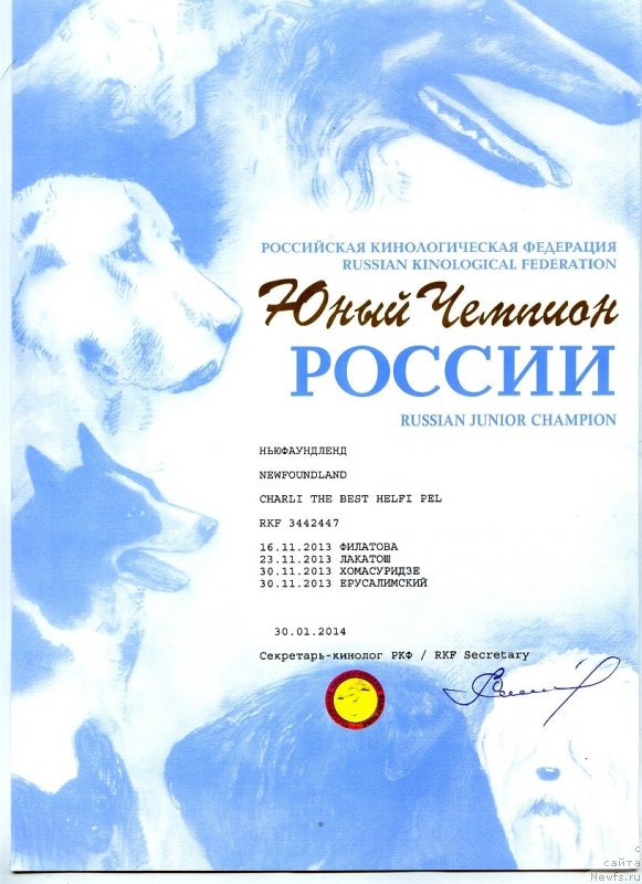 Фото: ньюфаундленд Чарли Де Бест Хелфи Пэл (Charli The Best Helfi Pel)
