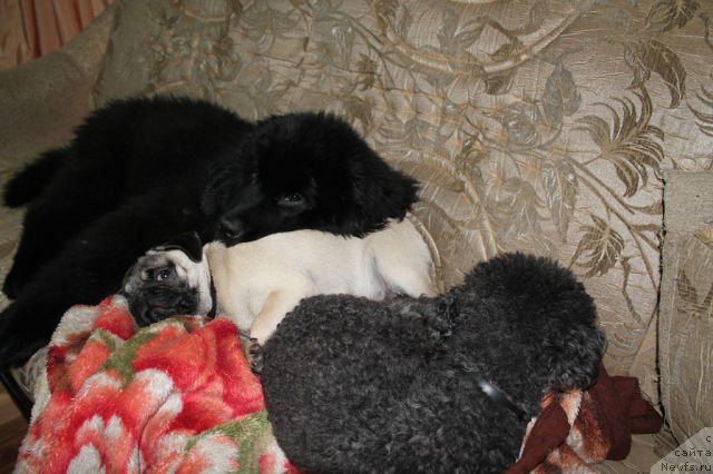 Фото: Ray out Happiness Midnight Bear, Нюша, Лада.