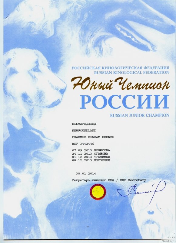 Фото: ньюфаундленд Чармер Денкам Бронз (Charmer Denkam Bronze)