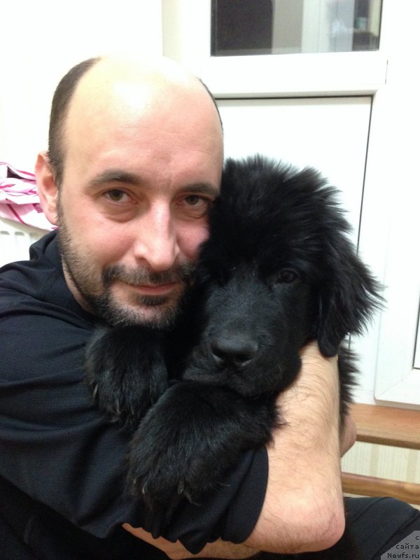 Фото: ньюфаундленд Черный Балу Джонс