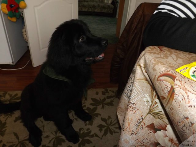 Фотография № 146300