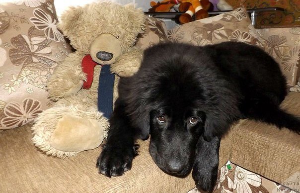 Фотография № 146301