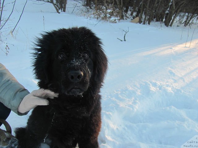 Фотография № 146303