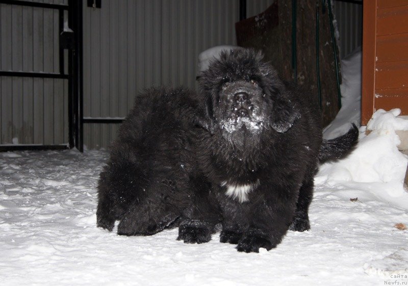 Фото: ньюфаундленд Супер Бизон Лилавати Лекса, ньюфаундленд Супер Бизон Лилимэн (Super Bizon Liliman)