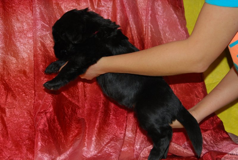 Фотография № 146313