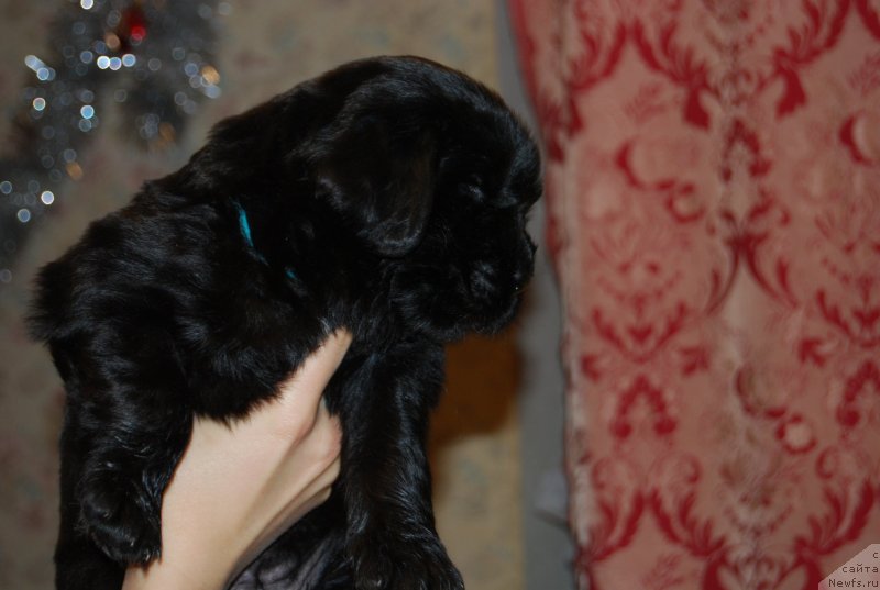 Фото: ньюфаундленд Face of an Angel Giant's Island