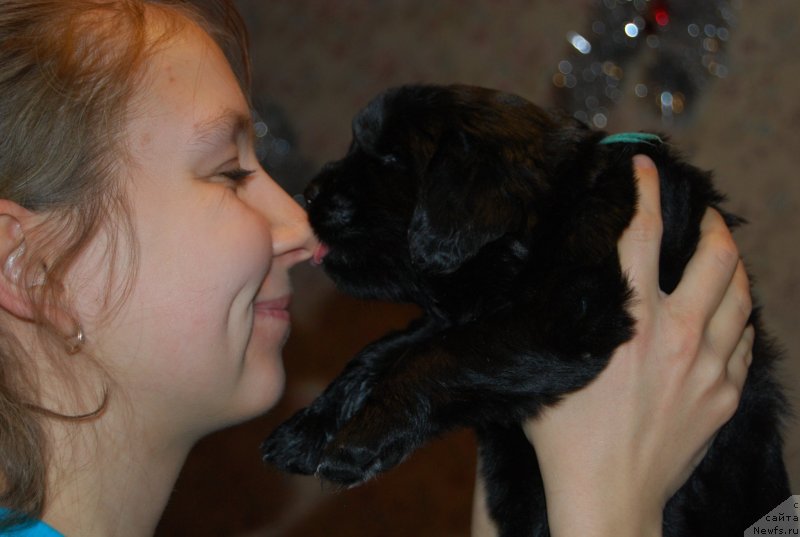 Фото: ньюфаундленд Face of an Angel Giant's Island