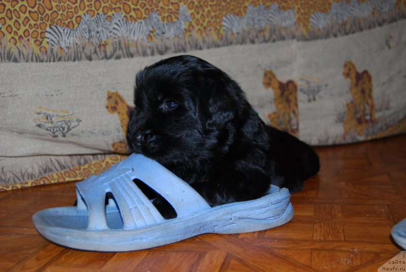 Фотография № 146317