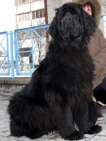 Фото: ньюфаундленд Злата Боярыня Кара Дениз (Zlata Boyarinya Kara Deniz)