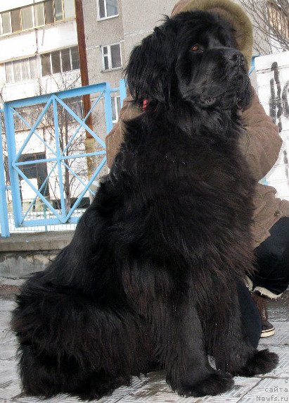 Фото: ньюфаундленд Злата Боярыня Кара Дениз (Zlata Boyarinya Kara Deniz)