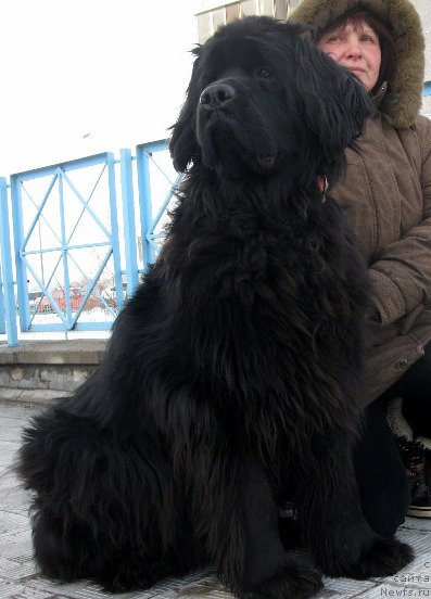 Фото: ньюфаундленд Злата Боярыня Кара Дениз (Zlata Boyarinya Kara Deniz)