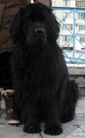Фото: ньюфаундленд Злата Боярыня Кара Дениз (Zlata Boyarinya Kara Deniz)