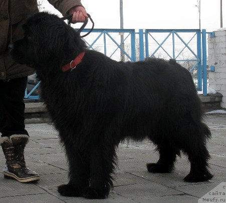 Фото: ньюфаундленд Злата Боярыня Кара Дениз (Zlata Boyarinya Kara Deniz)