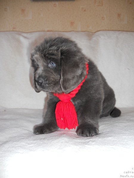 Фотография № 146371