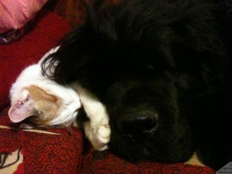 Фото: ньюфаундленд Ньюфорт Фактория Успеха