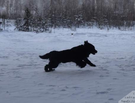 Фото: ньюфаундленд Ньюфорт Фактория Успеха
