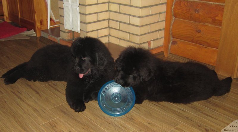 Фото: ньюфаундленд Плюшевая Панда Эмпорио Элегансе (Plushevaya Panda Emporio Еlegans), ньюфаундленд Эльбрус из Антаграда