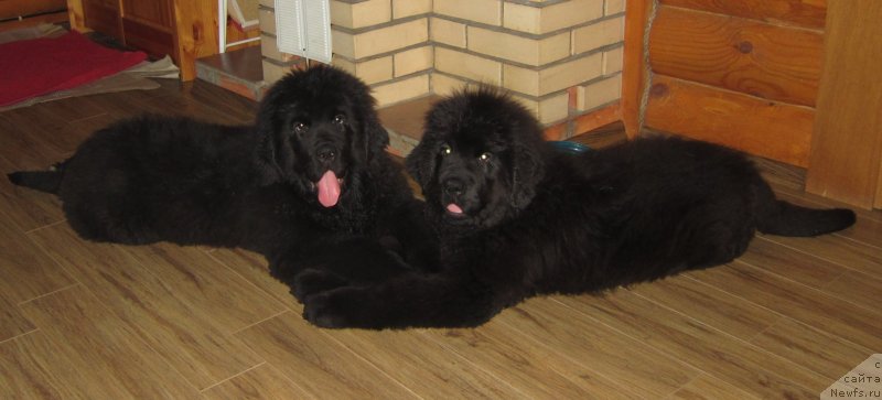 Фото: ньюфаундленд Плюшевая Панда Эмпорио Элегансе (Plushevaya Panda Emporio Еlegans), ньюфаундленд Эльбрус из Антаграда