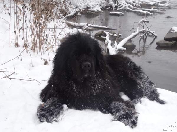 Фото: ньюфаундленд Ньюфорт Фактория Успеха