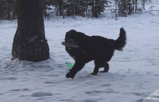 Фото: ньюфаундленд Ньюфорт Фактория Успеха