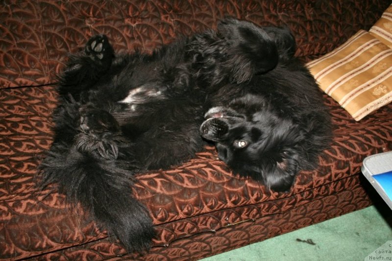 Фото: ньюфаундленд Усатый Нянь Тимоша