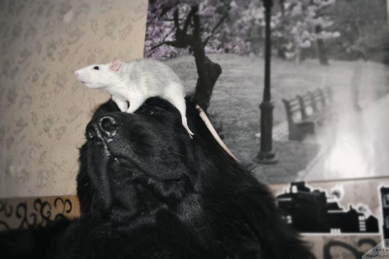 Фото: ньюфаундленд Лепесток Лилии