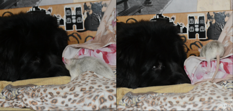 Фото: ньюфаундленд Лепесток Лилии