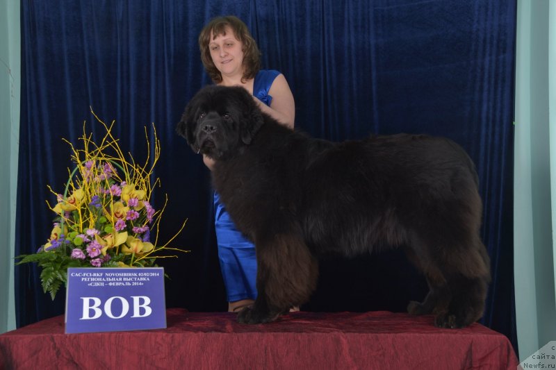 Фото: ньюфаундленд Сент Джонс Заура (Sent Djons Zaura)