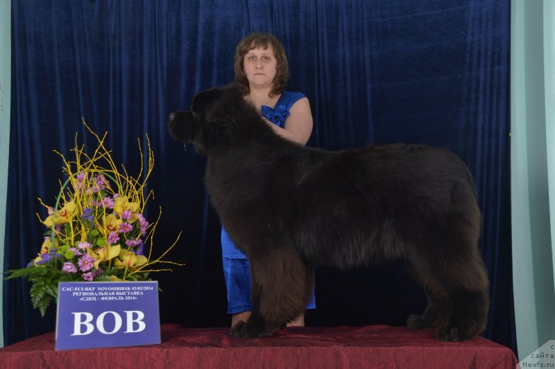 Фото: ньюфаундленд Сент Джонс Заура (Sent Djons Zaura)