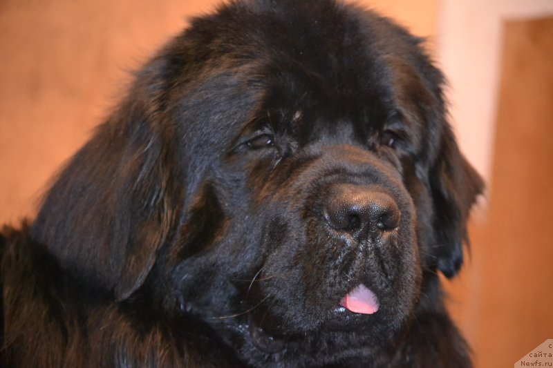 Фото: ньюфаундленд Северус Тобиас Снегг