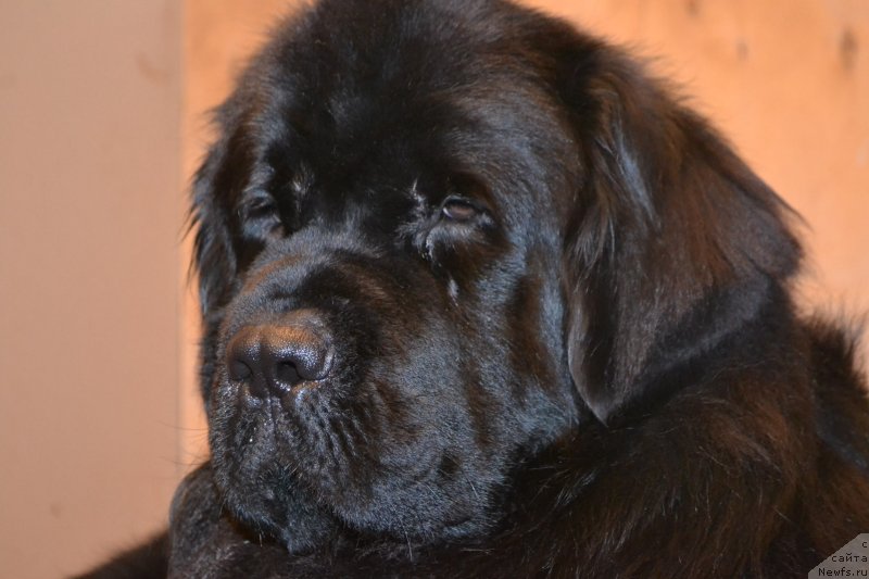 Фото: ньюфаундленд Северус Тобиас Снегг