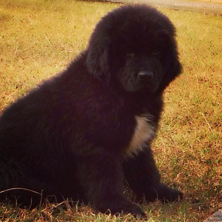 Фото: ньюфаундленд Щекн с Берега Дона (Schekn s Berega Dona)