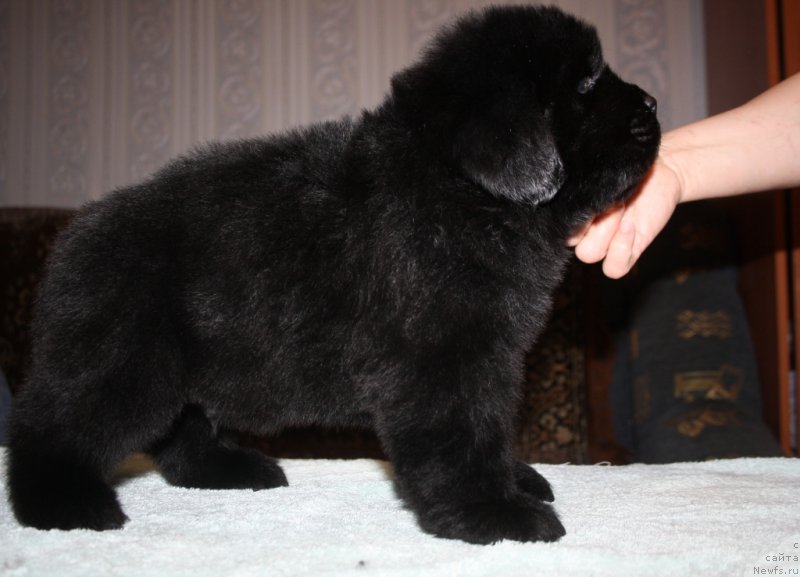 Фото: ньюфаундленд Блек Гениус Бриллиант