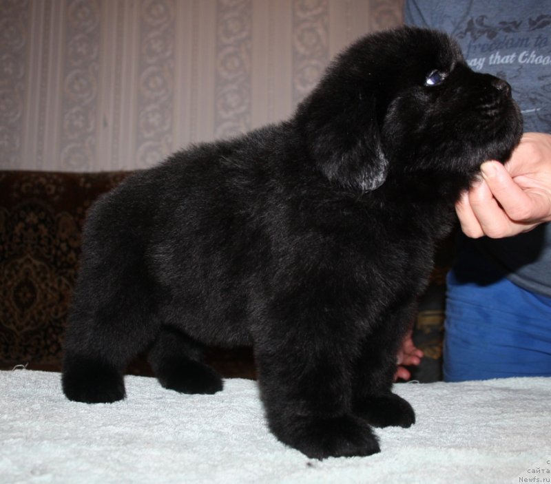 Фото: ньюфаундленд Блек Гениус Бриллиант