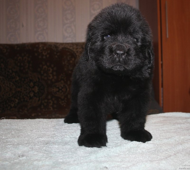 Фото: ньюфаундленд Блек Гениус Бриллиант