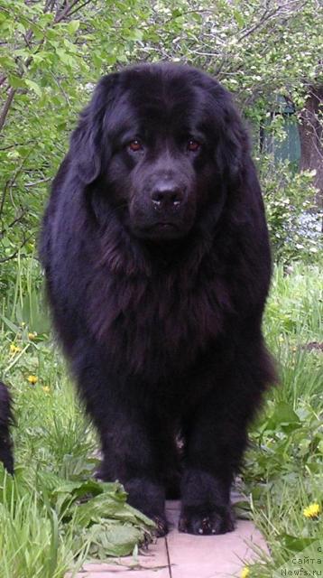 Фото: ньюфаундленд Норт Фэйс Лаванда