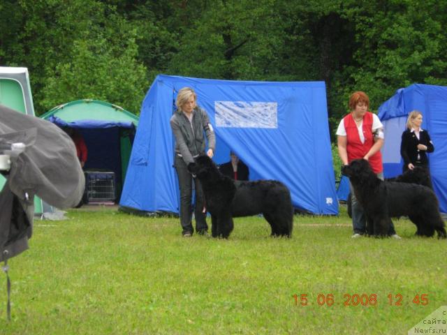 Фото: ньюфаундленд Skippers Only You for Smigar, хэндлер Марина Черепанова и Aarnikarhun Harum Scarum