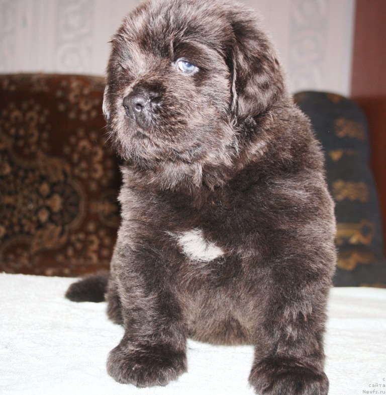 Фото: ньюфаундленд Бадия Брайди Бев