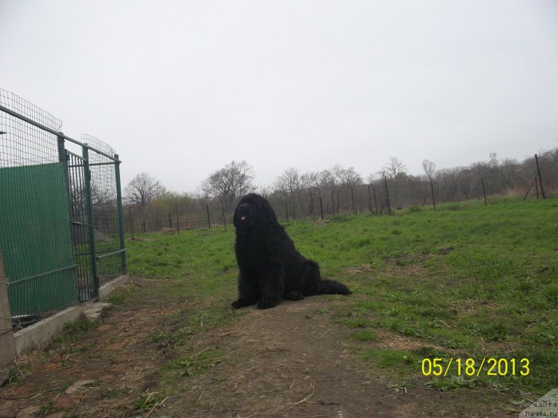 Фото: ньюфаундленд Вито Качо Ферл (Vito Kacho Ferl)