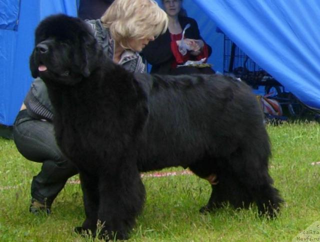 Фото: ньюфаундленд Skippers Only You for Smigar