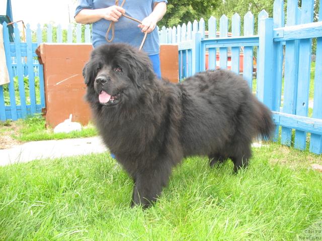 Фото: ньюфаундленд Ольбар де Зор Идилия